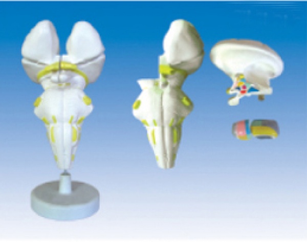 KAY-L1212腦干及下丘腦核團(tuán)模型-腦干放大模型-人體解剖醫(yī)學(xué)模型-上?？嫡x公司