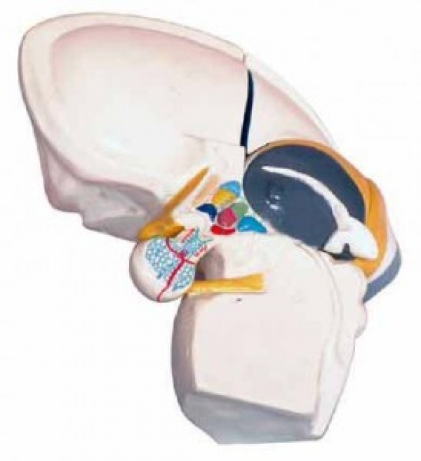 KAY-L1214腦干放大模型-腦干模型-腦神經(jīng)解剖模型-人體大腦解剖模型-上海康誼醫(yī)學(xué)模型廠家