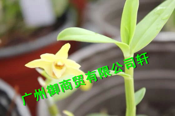 批發鐵皮石斛花 鐵皮石斛楓斗 紫皮石斛楓斗