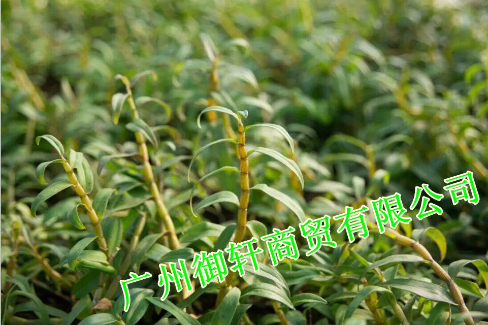 批發(fā)鐵皮石斛烤條 鐵皮石斛耳環(huán)楓斗 原始圖片3