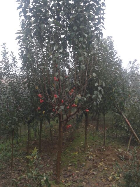 紅巴倫海棠苗子批發(fā)\君林苗木基地