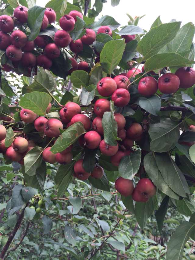 河北出售紅巴倫海棠小苗\君林苗木基地