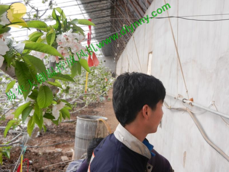 葫蘆島易農藍莓大棚溫度調節智能溫控放風機