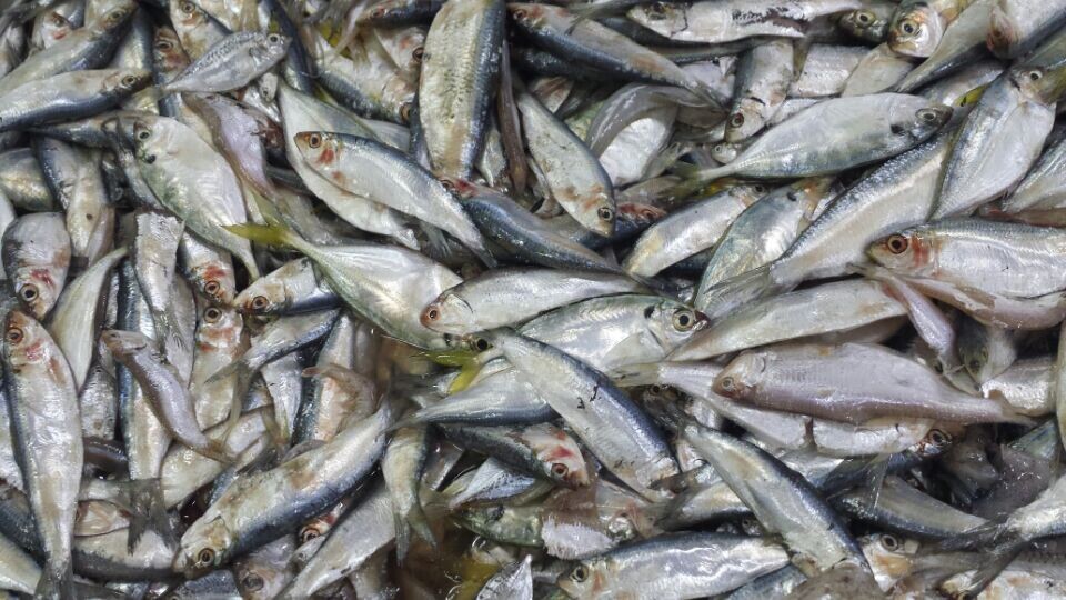 供應(yīng)凍飼料魚(特麗雜)