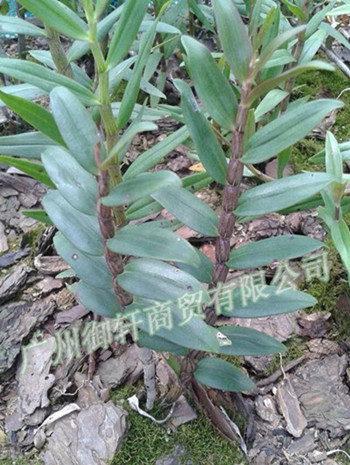清倉處理鐵皮石斛 鐵皮楓斗烤條