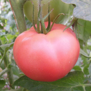 費(fèi)縣硬紅西紅柿批發(fā)/費(fèi)縣薛莊鎮(zhèn)瓜菜市場(chǎng)