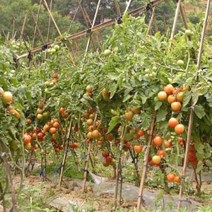 平邑硬紅西紅柿批發(fā)/費縣薛莊鎮(zhèn)瓜菜市場