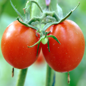 沂南粉紅西紅柿基地/費縣薛莊鎮(zhèn)瓜菜市場