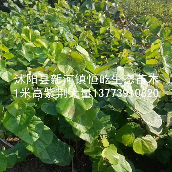 {zx1}紫荊小苗價(jià)格咨詢紫荊苗產(chǎn)地直銷原始圖片2