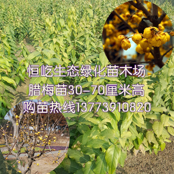 供應臘梅小苗100株以上全國包郵臘梅樹苗