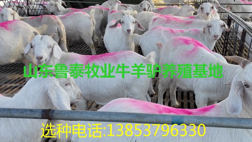 羔羊多少錢一只
