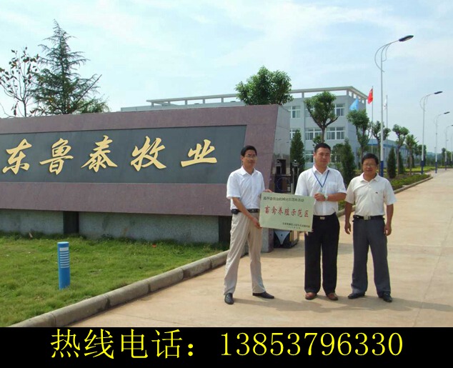 羔羊多少錢一只