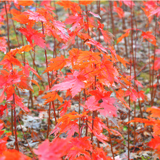 河北美國(guó)紅楓小苗/麗楓園林