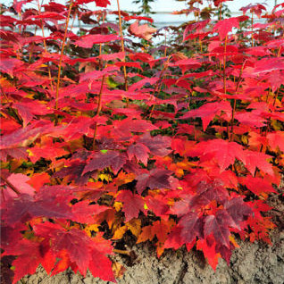 臨沂秋火焰紅楓種植/麗楓園林