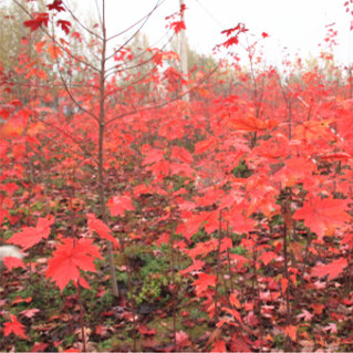 臨沂秋火焰紅楓基地/麗楓園林