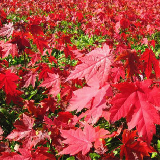 秋火焰紅楓批發/麗楓園林