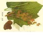 廠家供應(yīng)黃芪甲苷AstragalosideIV