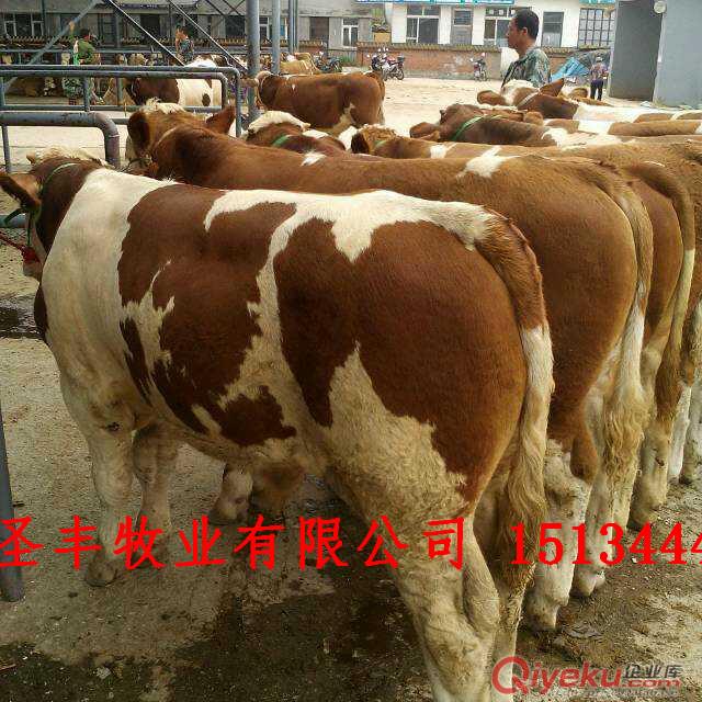 西門塔爾牛