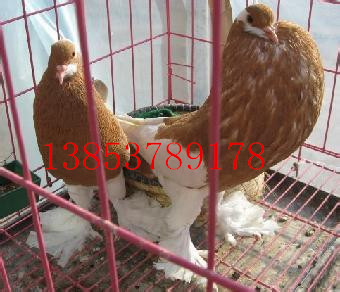 新疆大型哪里觀賞鴿品種繁多，價(jià)格優(yōu)