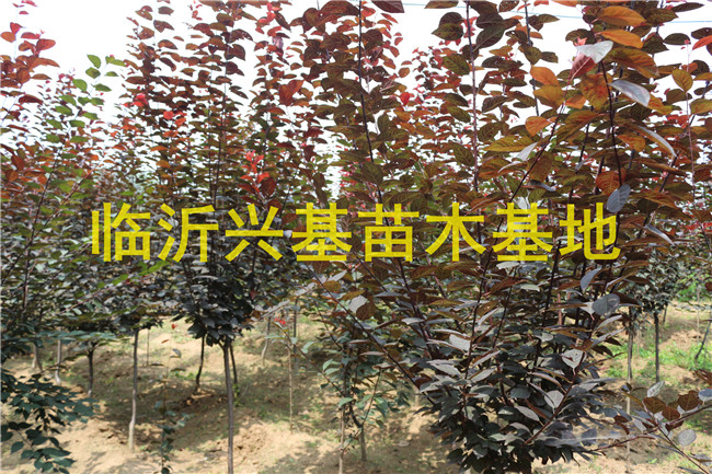 郯城紅葉碧桃小苗/興基苗木基地