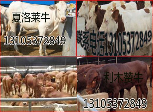 西門塔爾牛犢好養殖、肉牛生長快、是比較理想肉牛品種 