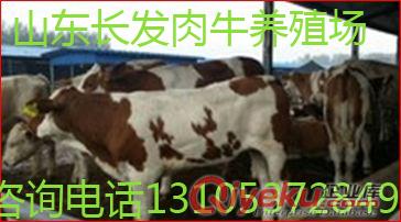 西門塔爾牛犢好養殖、肉牛生長快、是比較理想肉牛品種 