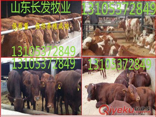 西門塔爾牛犢好養殖、肉牛生長快、是比較理想肉牛品種 
