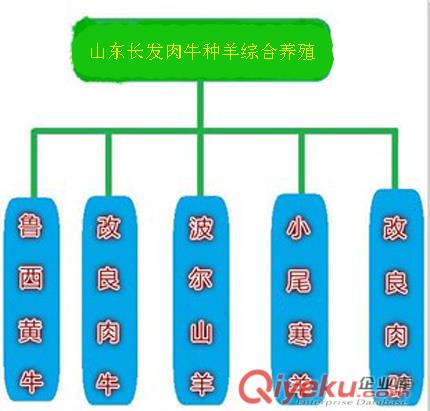 西門塔爾牛犢好養殖、肉牛生長快、是比較理想肉牛品種 