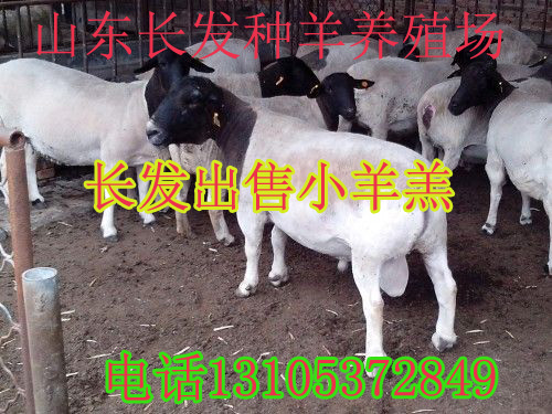 山東純種杜泊綿羊養(yǎng)殖基地 雜交杜泊綿羊 杜泊羊羔 種羊
