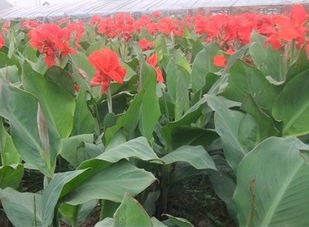 山東青州大花月季品種月季大紅帽月季豐花月季紅寶石月季供應基地