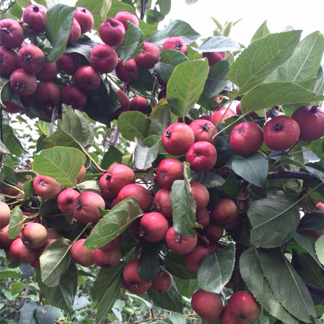 紅巴倫海棠供應/君林苗木種植基地