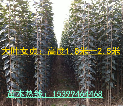 供應西安紅葉李苗、周至一年生扦插苗、兩年定植紅葉李、高1.5米以上紅葉李
