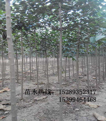 供應(yīng)西安周至綠化苗木大葉女貞【一年生女貞苗】兩公分大葉女貞原始圖片2