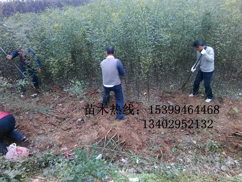 供應陜西國槐、行道樹苗木國槐【一年國槐小苗批發】周至國槐種植基地