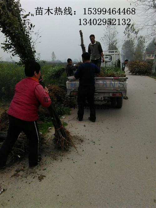 供應陜西國槐、行道樹苗木國槐【一年國槐小苗批發】周至國槐種植基地