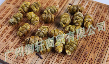 養殖場直銷鐵皮楓斗  齒瓣石斛（紫皮楓斗）